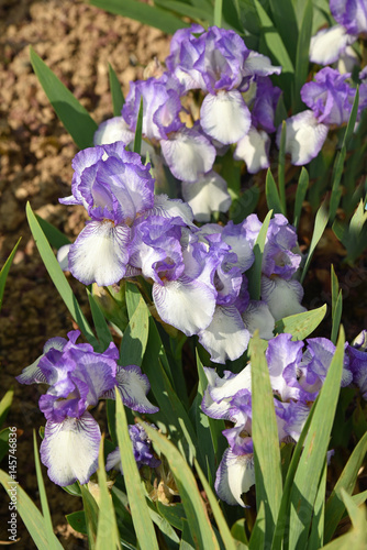Fototapeta Naklejka Na Ścianę i Meble -  Iris germanica blanc et bleu au printemps au jardin