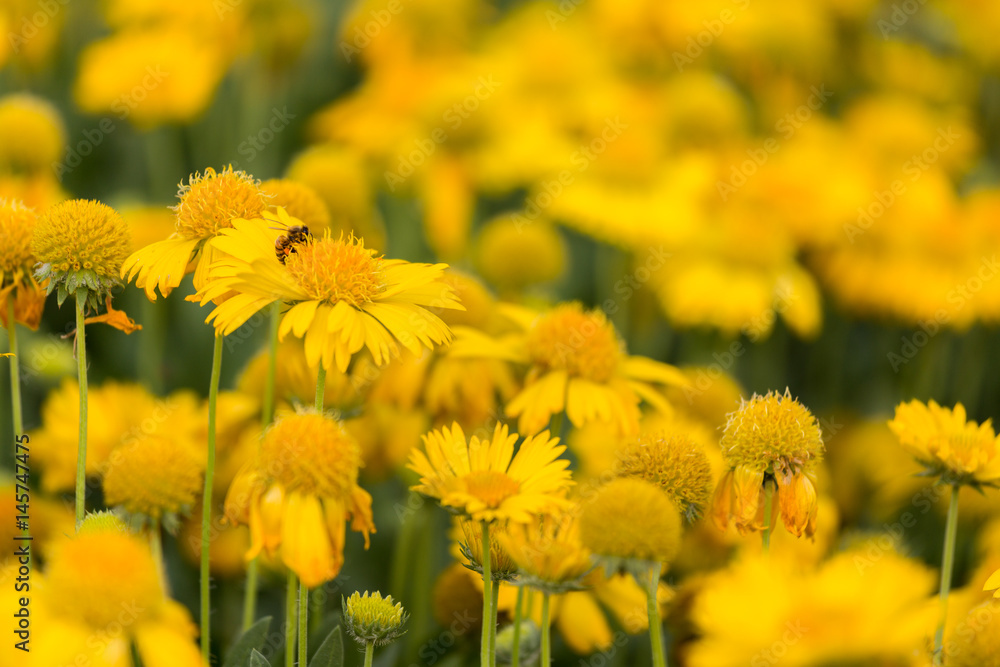 Closeup shot of bee and blooming yellow chrysanthemum flower. Closeup shot of bee and blooming yellow chrysanthemum flower.