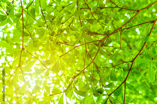 Green leaf or leaves background