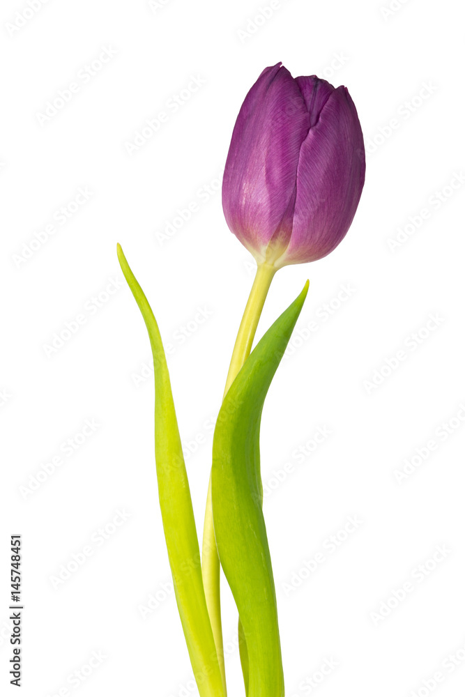 Close up of a lilac tulip - isolated on white background - still photograpy Close up of a lilac tulip - isolated on white background - still photograpy