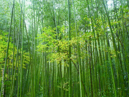 lush green bamboo forest