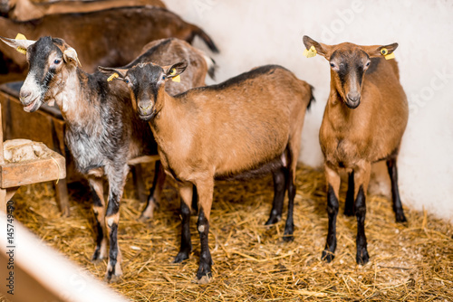 Fototapeta Naklejka Na Ścianę i Meble -  Beautiful alpine goats standing together in the barn