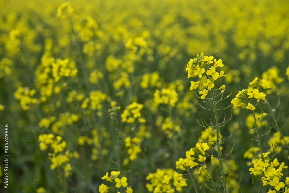 Meadow with yellow flowers