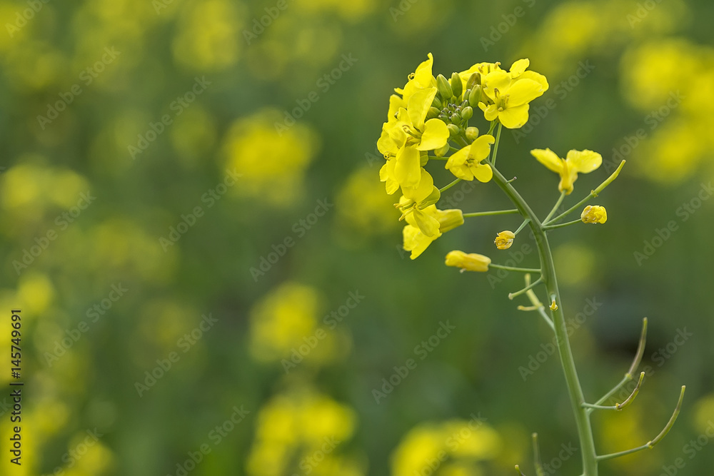 Obraz premium Meadow with yellow flowers