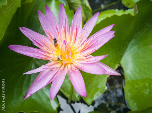 pink lotus with bees background
