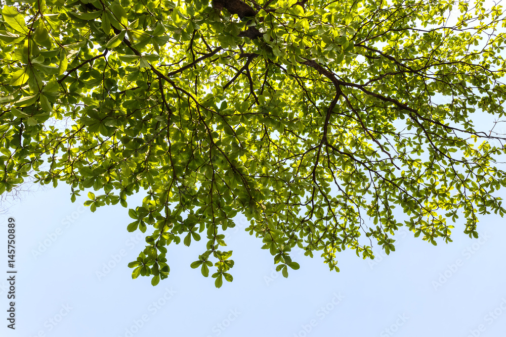 green leaves isolated on white background with copy space. green leaves isolated on white background with copy space.