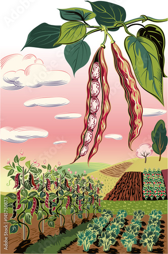 Two pods of beans and field cultivated with vegetables.