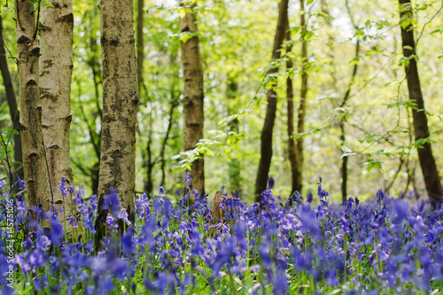 Fototapeta Naklejka Na Ścianę i Meble -  Trees and carpets of bluebells in Abbot's Wood in East Sussex, England