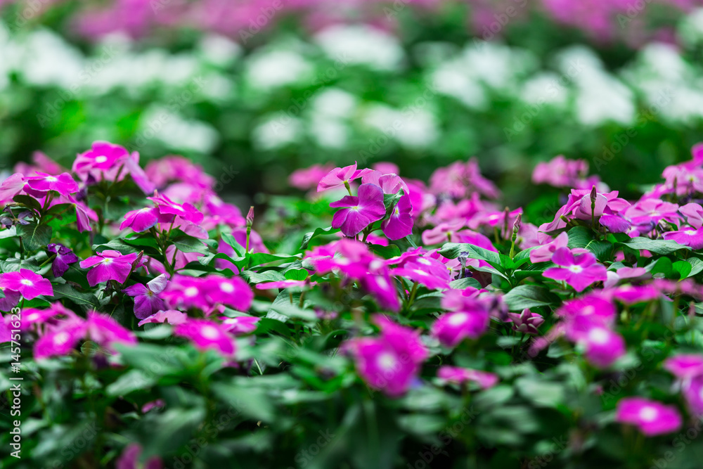 Purple flowers in the garden in evening time with blur background. Purple flowers in the garden in evening time with blur background.