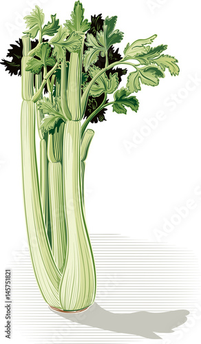 celery stalk.