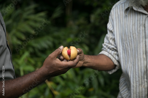 Nutmeg