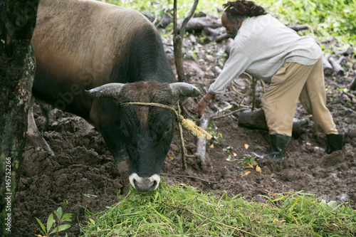 farmer with cow