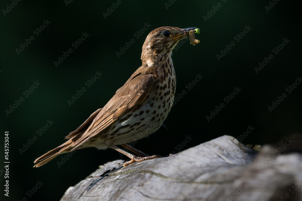 Fototapeta premium song Thrush with food in beak