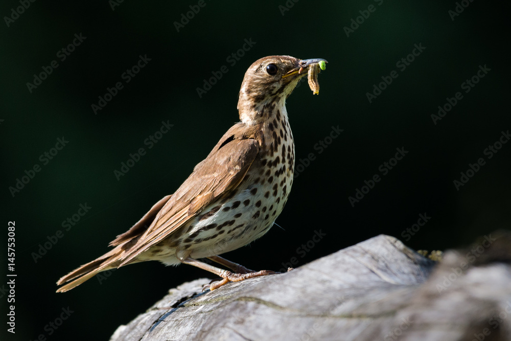 Song Thrush with food in beak Song Thrush with food in beak