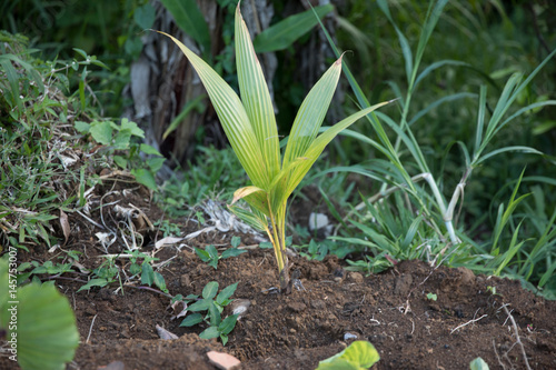 Coconut plant