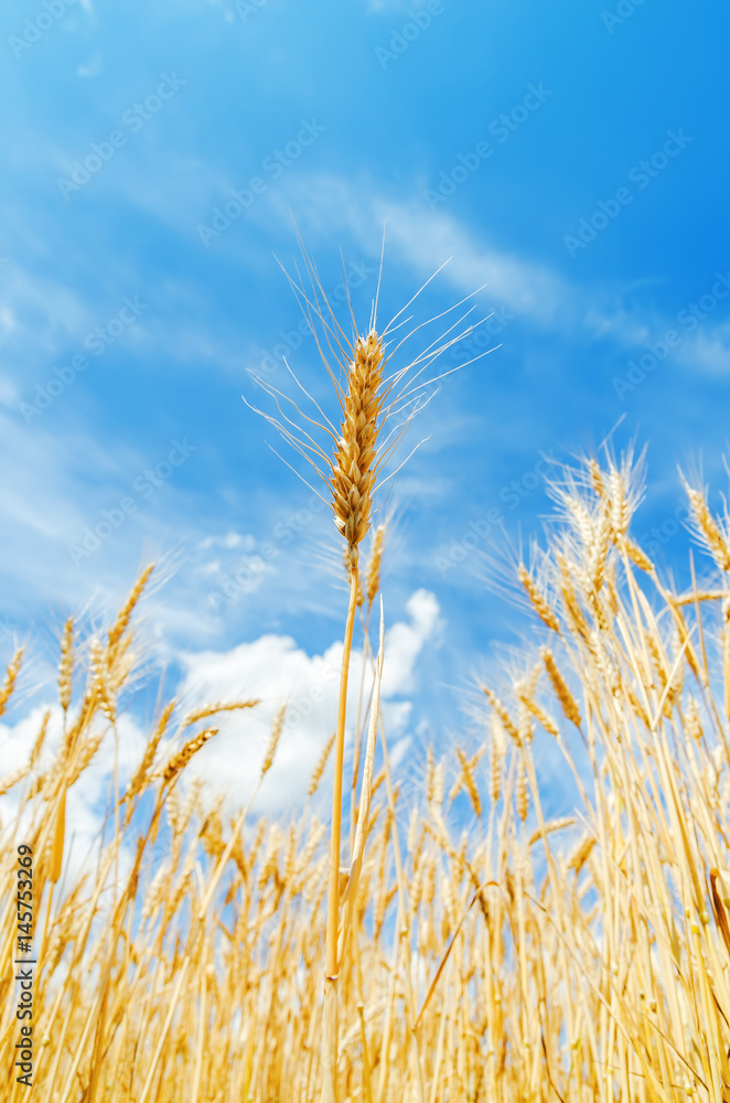 golden agricultural field. ripe crop. soft focus golden agricultural field. ripe crop. soft focus
