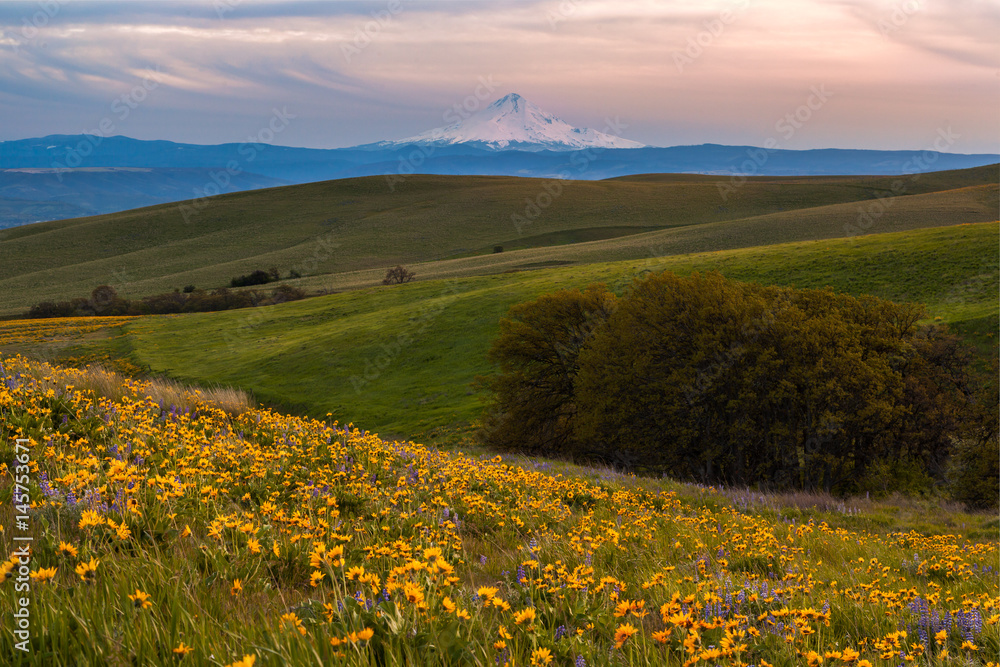Mount Hood catching sunset light and wild flowers filed in Columbia hills state park, Washington