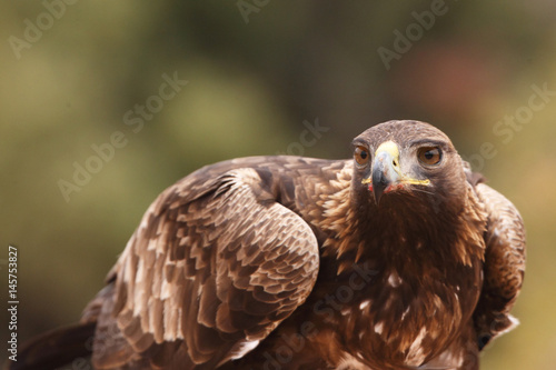 Young male of golden eagle