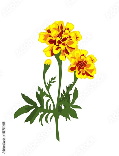 Fototapeta Naklejka Na Ścianę i Meble -  Realistic marigold flowers isolated on the white background