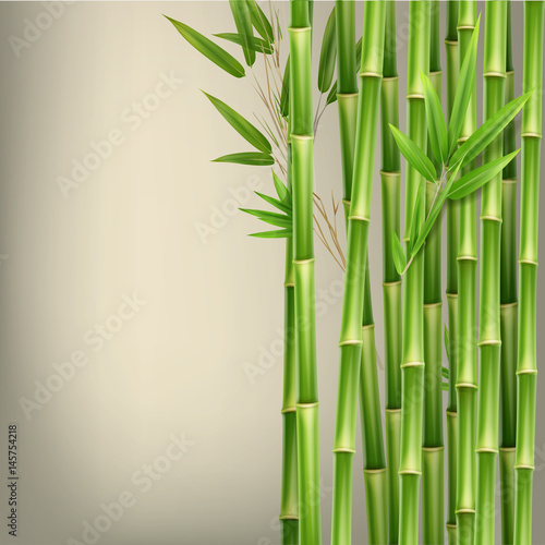 Fototapeta Naklejka Na Ścianę i Meble -  Green bamboo stems