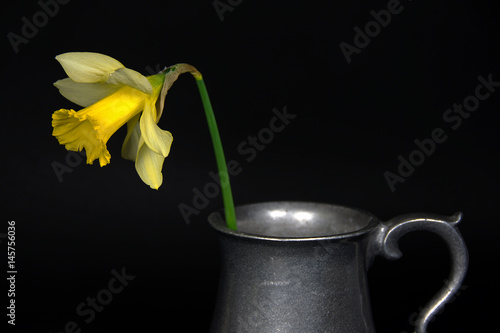 Fototapeta Naklejka Na Ścianę i Meble -  single yellow dandelion in vintage pewter pitcher isolated on black