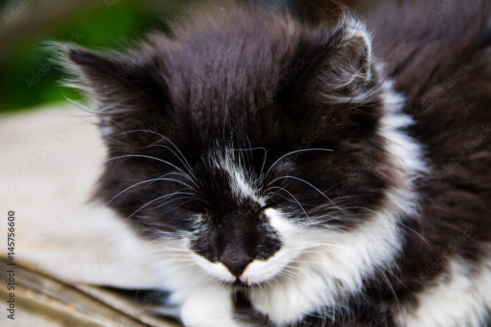 Portrait of small black and white kitten Portrait of small black and white kitten