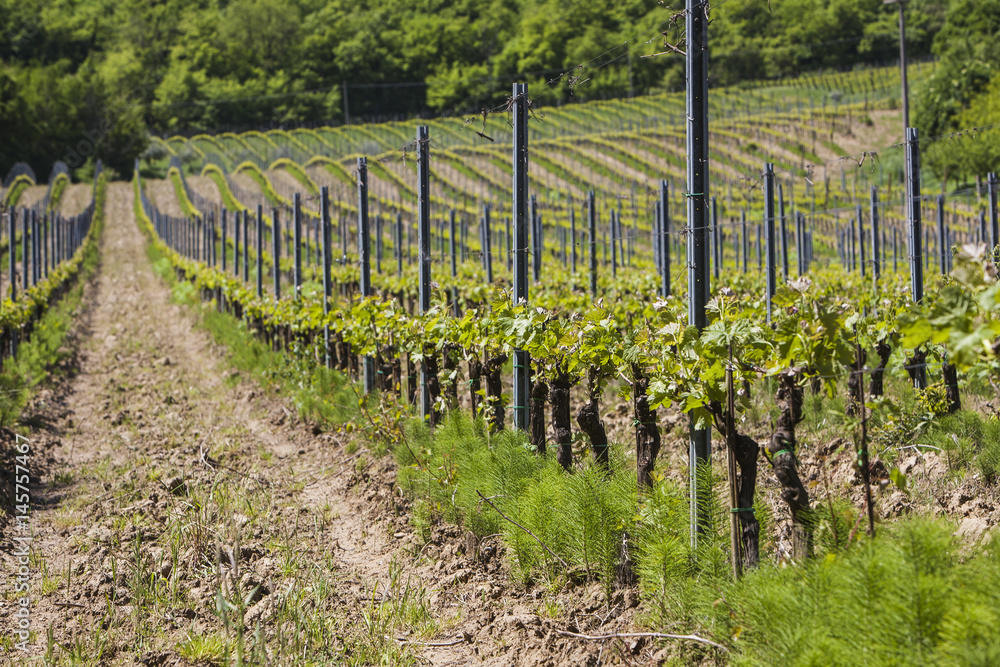 Vineyard in spring in Tuscany,Italy Vineyard in spring in Tuscany,Italy