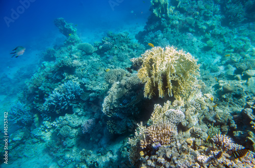 Fototapeta Naklejka Na Ścianę i Meble -  beautiful and diverse  coral reef and fish of the red sea