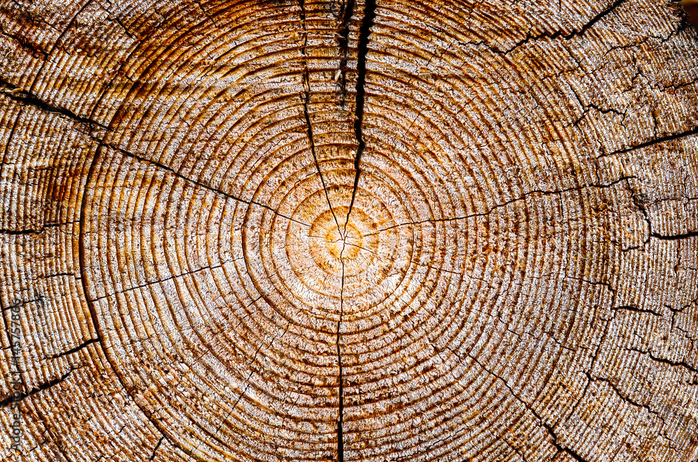 Naklejka premium Tree age rings