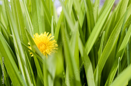 Dandelion in the grass 