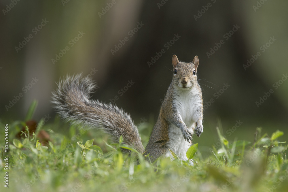 Obraz premium A Gray Squirrel stands on the ground with its tail up in the grass with an alert look.