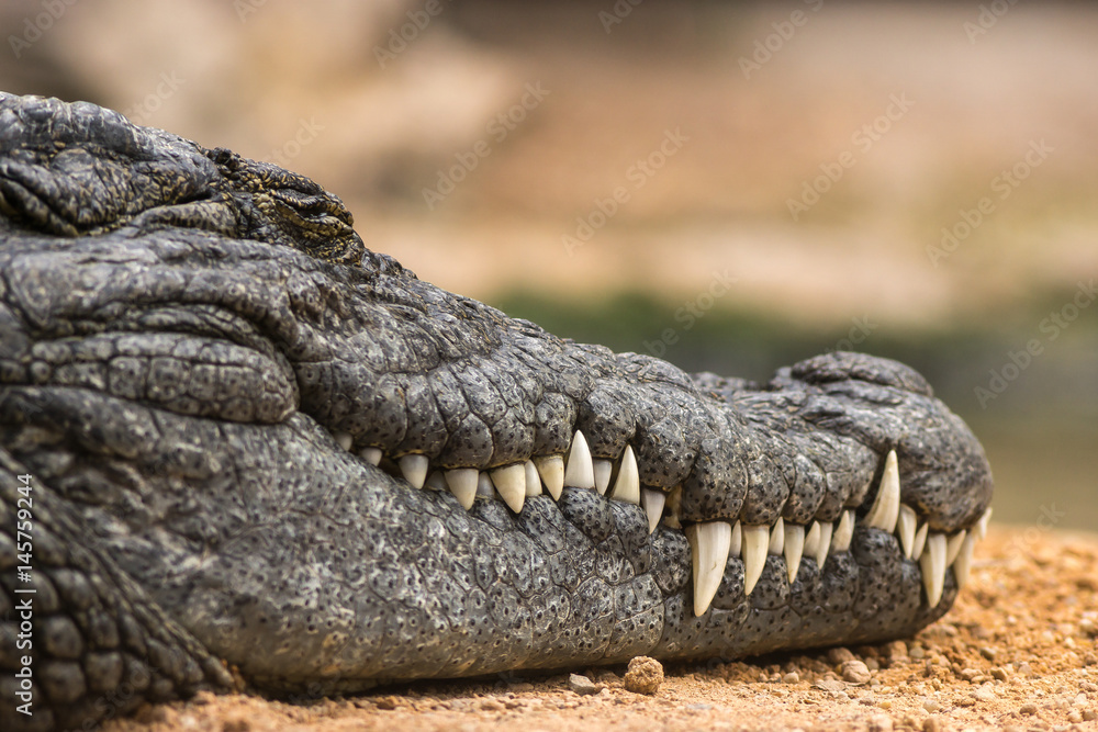 Naklejka premium Nile crocodile Crocodylus niloticus, close-up detail of teeth of the Nile crocodile closed eye, Sharpened teeth of dangerous predator