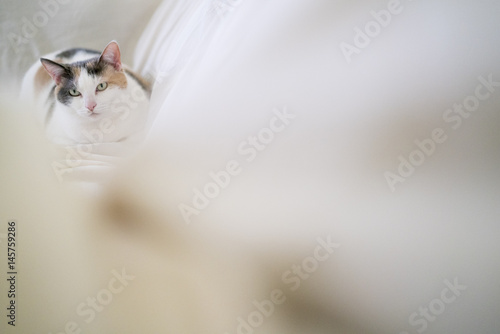 A light calico cat rests on a white sheet in soft light. © rayhennessy