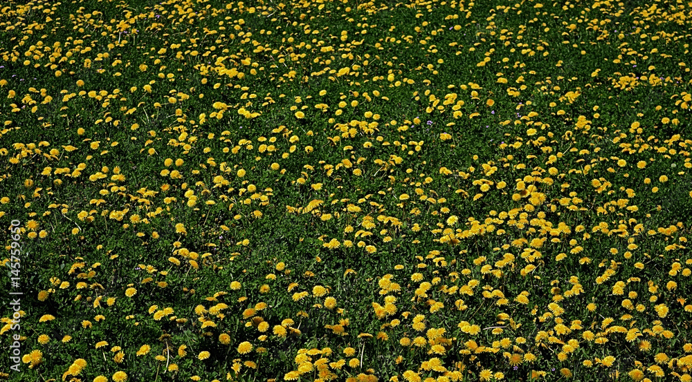 yellow field of flowers cr2017darrelljbanks yellow field of flowers cr2017darrelljbanks