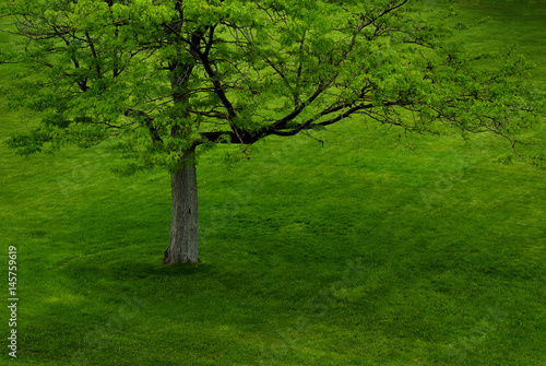 Lush Green Tree in Summer in Park