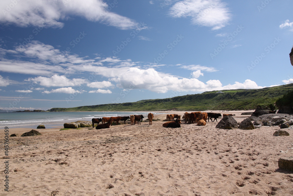 Irlande du nord, les vaches sur la plage de Port Bradden