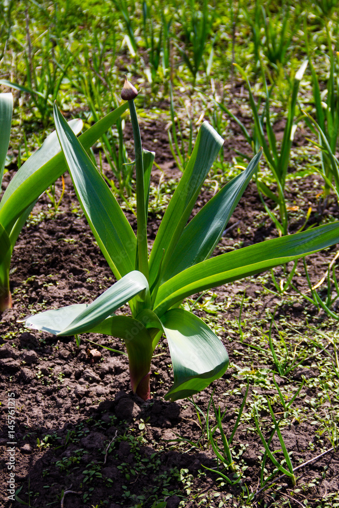 Fototapeta premium Sand leek (Allium scorodoprasum) or rocambole and Korean pickled-peel garlic is a Eurasian species of wild onion