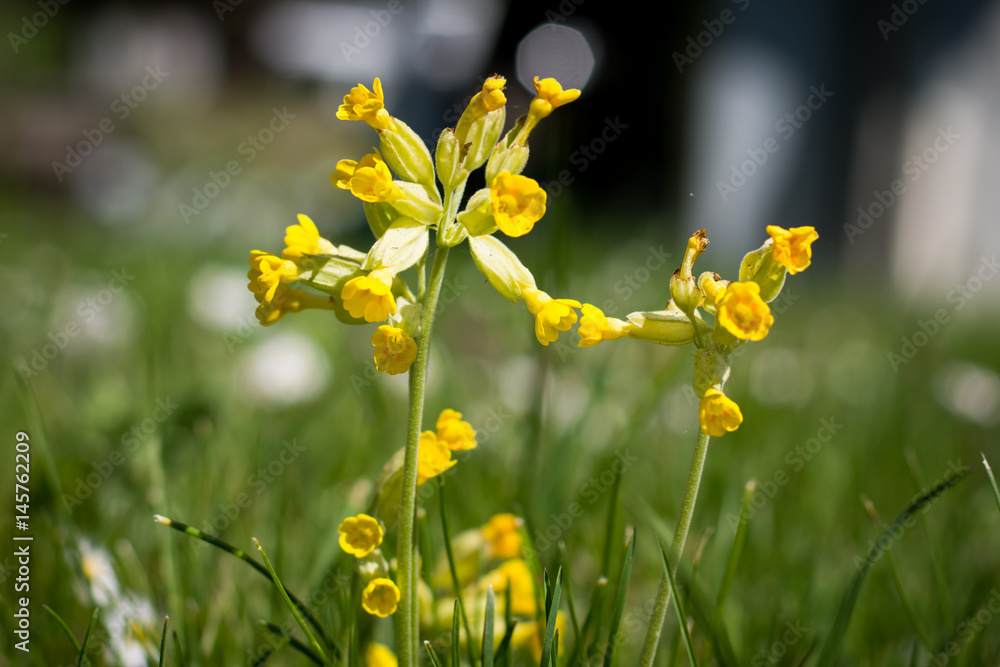 Fleurs coucou StockFoto Adobe Stock
