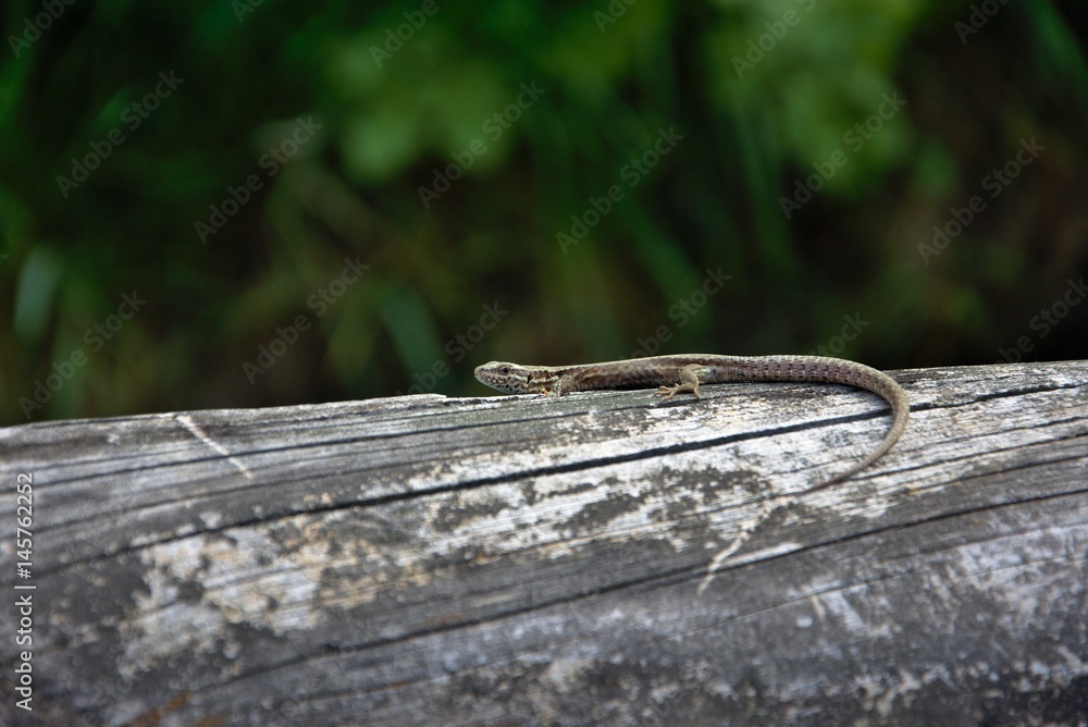 Fototapeta premium Un reptile sur un arbre
