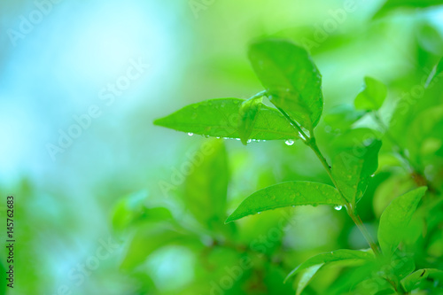 beautiful branch of tree with green leaf