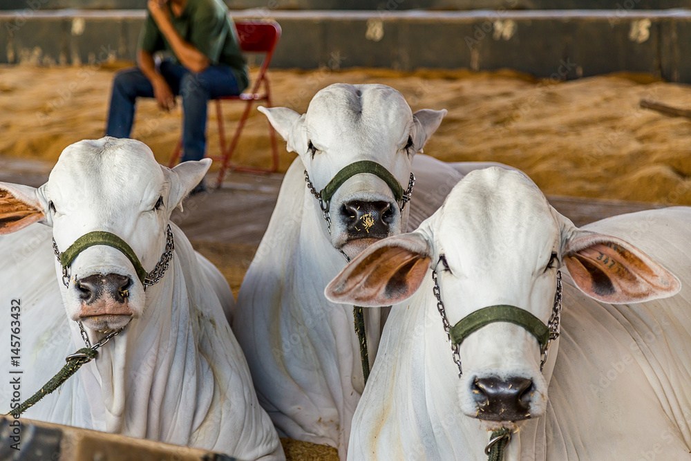 Brazilian Nelore elite cattle in a exhibition park