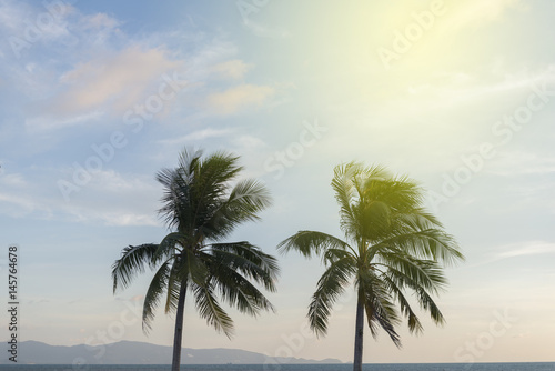 twin coconut tree