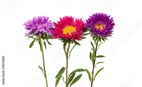 Aster flower