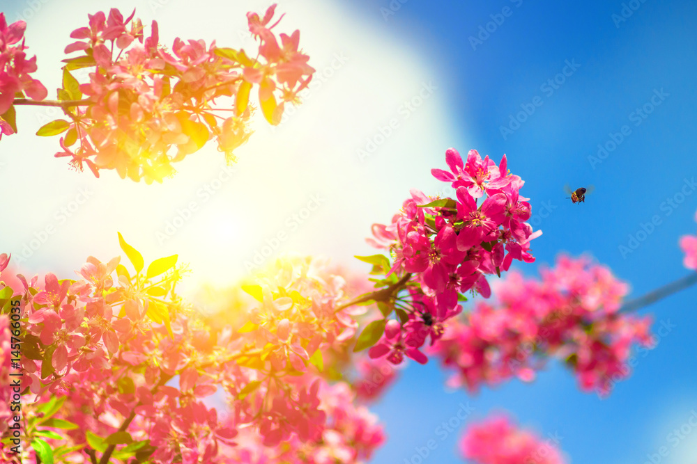 branch of a blossoming pink cherry blossom against the sky, Japanese cherry sunlight branch of a blossoming pink cherry blossom against the sky, Japanese cherry sunlight