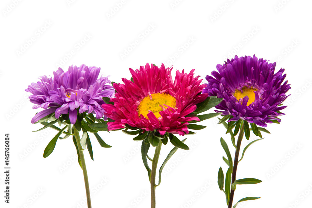 Aster flower Aster flower