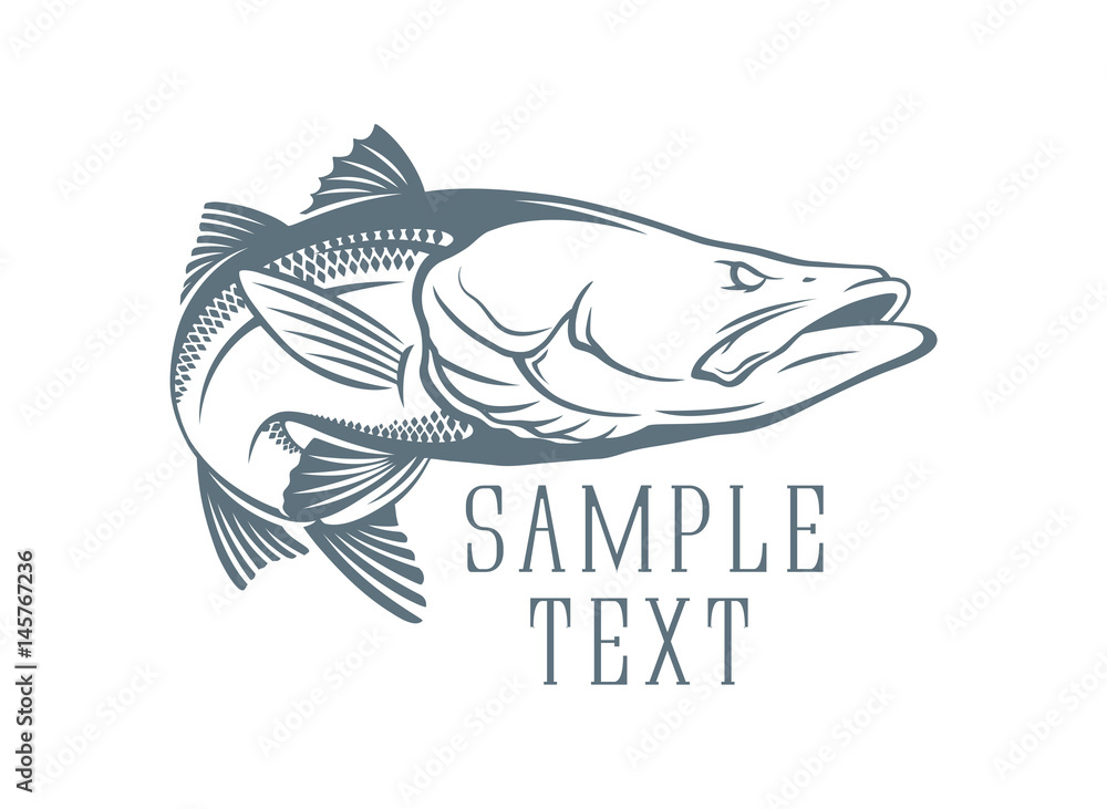 Common snook fish Common snook fish