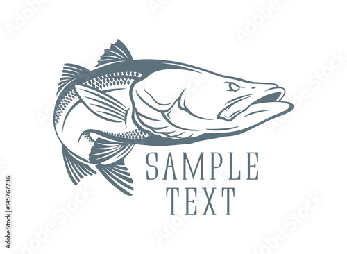 Common snook fish
