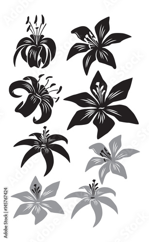 Fototapeta Naklejka Na Ścianę i Meble -  lily flower