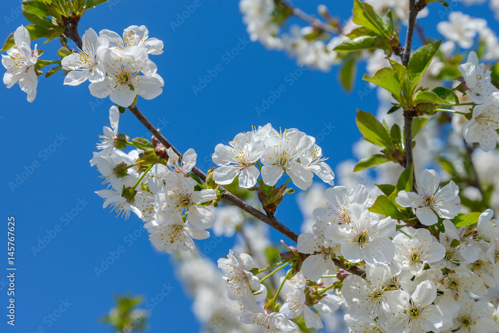 Blooming cherry branch Blooming cherry branch