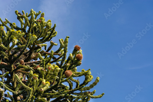 Kegel von der Araucaria heterophylla photo